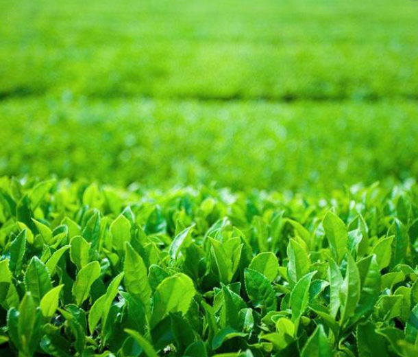 2022第二十五屆中山茶業(yè)博覽會